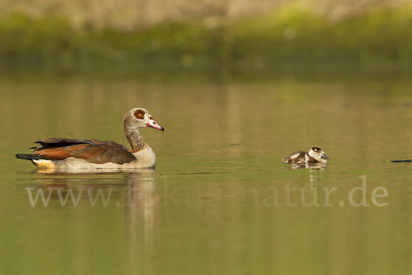 Nilgans (Alopochen aegyptiacus)