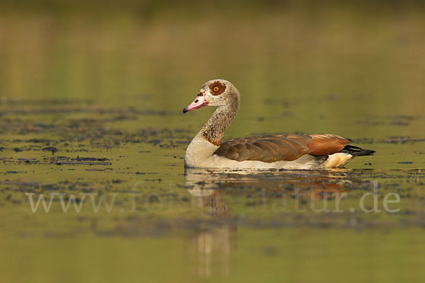 Nilgans (Alopochen aegyptiacus)