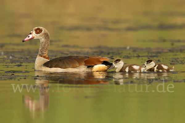 Nilgans (Alopochen aegyptiacus)