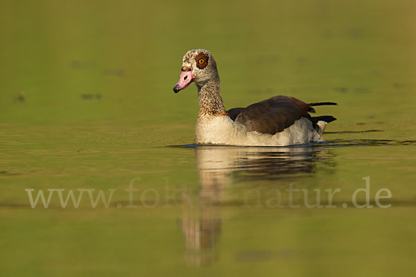 Nilgans (Alopochen aegyptiacus)