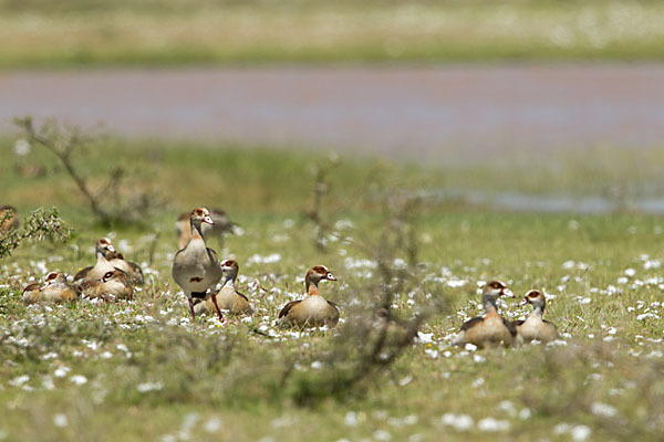 Nilgans (Alopochen aegyptiacus)