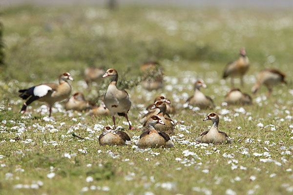 Nilgans (Alopochen aegyptiacus)