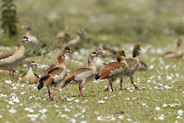 Nilgans (Alopochen aegyptiacus)