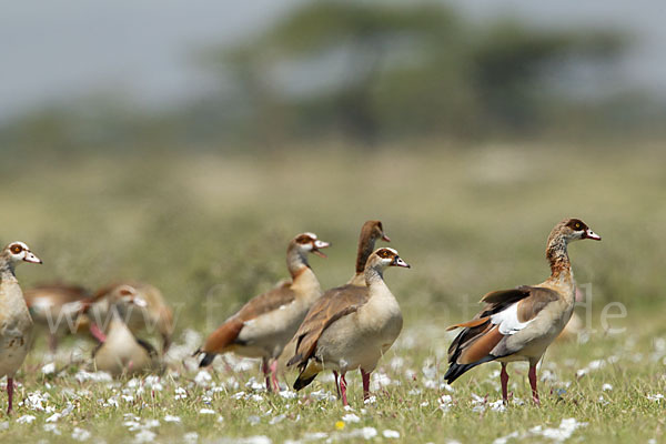 Nilgans (Alopochen aegyptiacus)