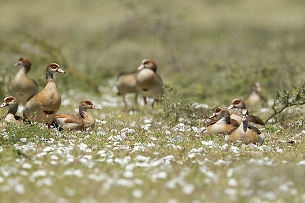 Nilgans (Alopochen aegyptiacus)