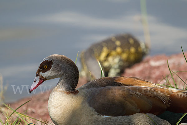 Nilgans (Alopochen aegyptiacus)