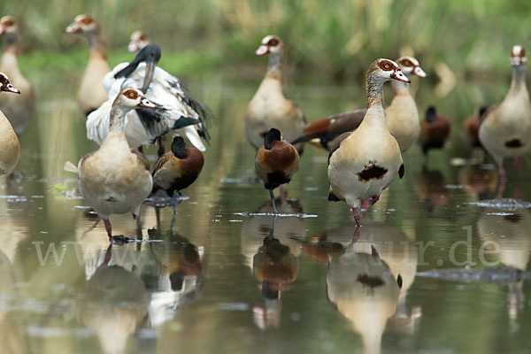 Nilgans (Alopochen aegyptiacus)