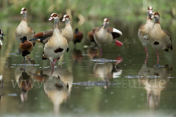 Nilgans (Alopochen aegyptiacus)