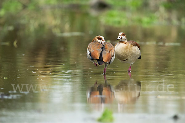 Nilgans (Alopochen aegyptiacus)