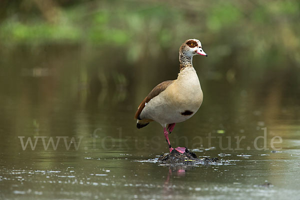 Nilgans (Alopochen aegyptiacus)