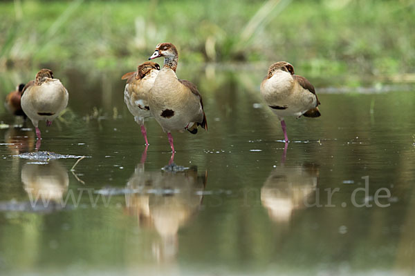 Nilgans (Alopochen aegyptiacus)