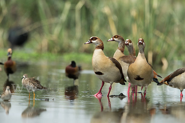 Nilgans (Alopochen aegyptiacus)