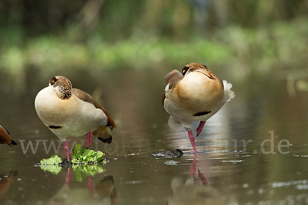 Nilgans (Alopochen aegyptiacus)