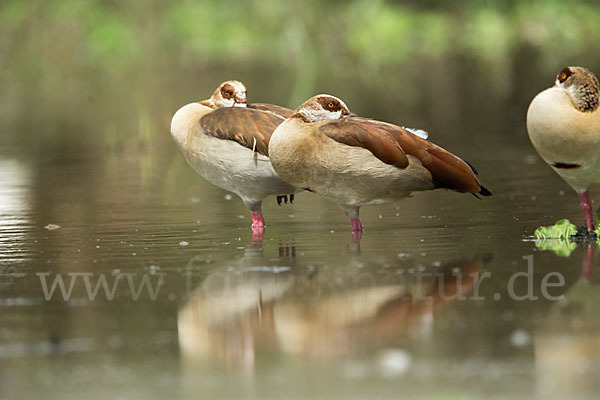 Nilgans (Alopochen aegyptiacus)