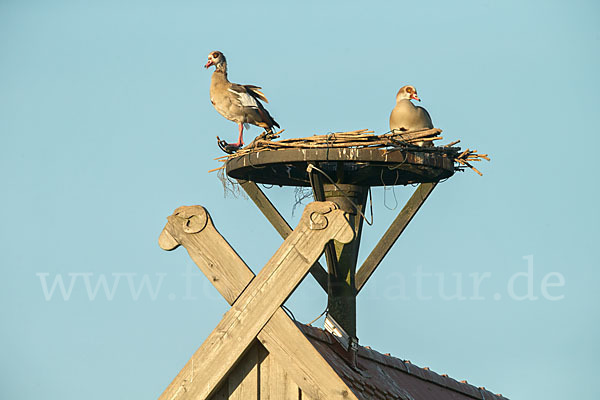 Nilgans (Alopochen aegyptiacus)