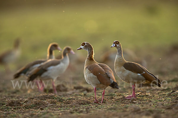 Nilgans (Alopochen aegyptiacus)