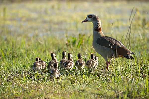 Nilgans (Alopochen aegyptiacus)