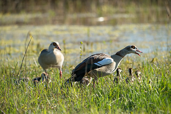 Nilgans (Alopochen aegyptiacus)