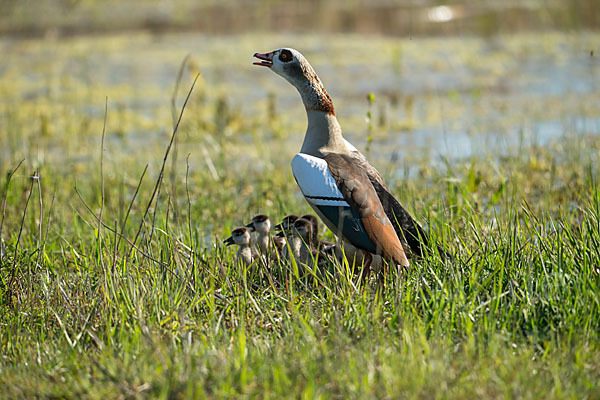 Nilgans (Alopochen aegyptiacus)