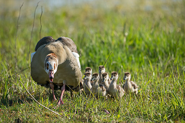 Nilgans (Alopochen aegyptiacus)