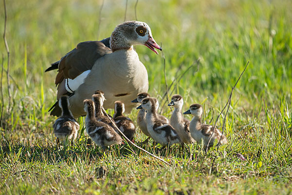 Nilgans (Alopochen aegyptiacus)