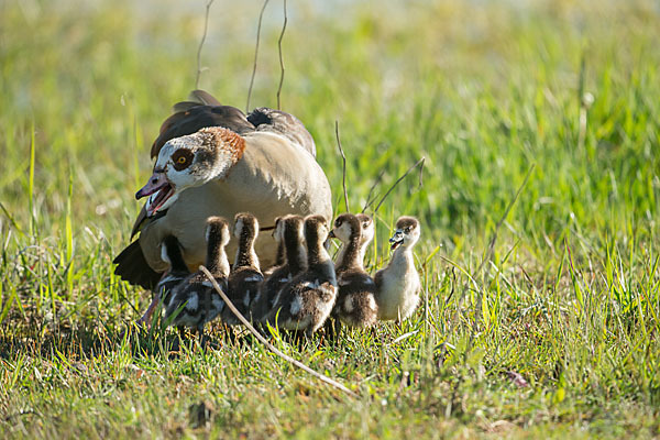 Nilgans (Alopochen aegyptiacus)