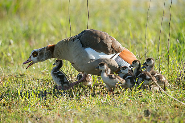 Nilgans (Alopochen aegyptiacus)