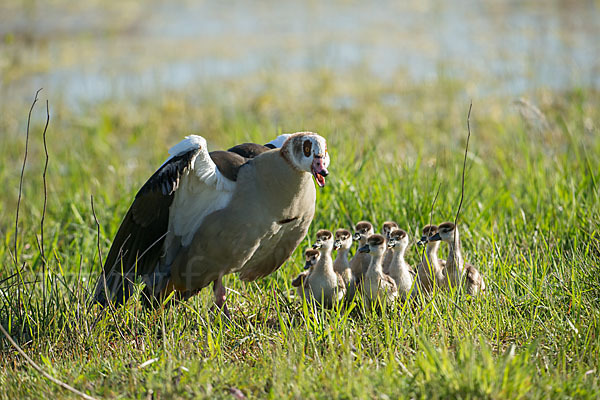 Nilgans (Alopochen aegyptiacus)