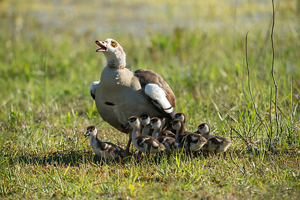 Nilgans (Alopochen aegyptiacus)