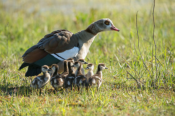 Nilgans (Alopochen aegyptiacus)