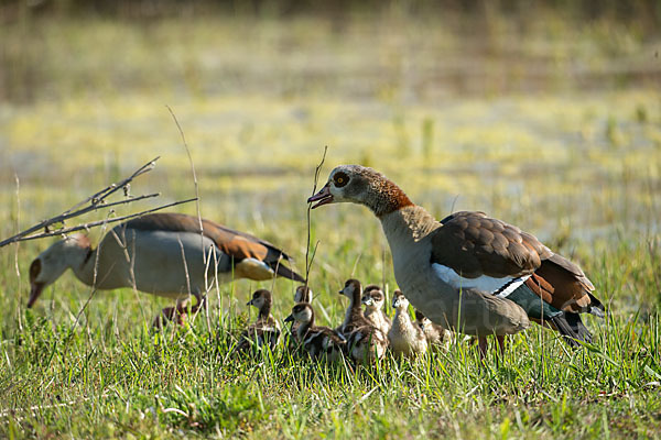 Nilgans (Alopochen aegyptiacus)