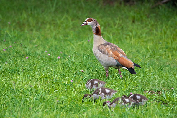 Nilgans (Alopochen aegyptiacus)