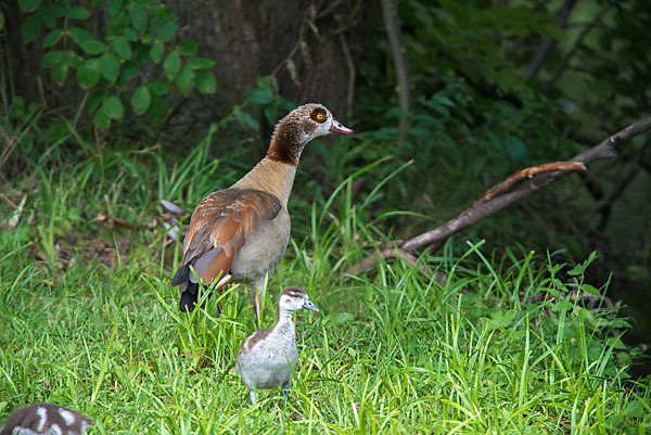 Nilgans (Alopochen aegyptiacus)