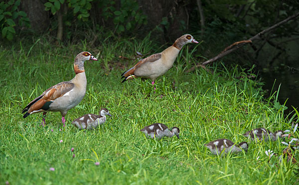 Nilgans (Alopochen aegyptiacus)