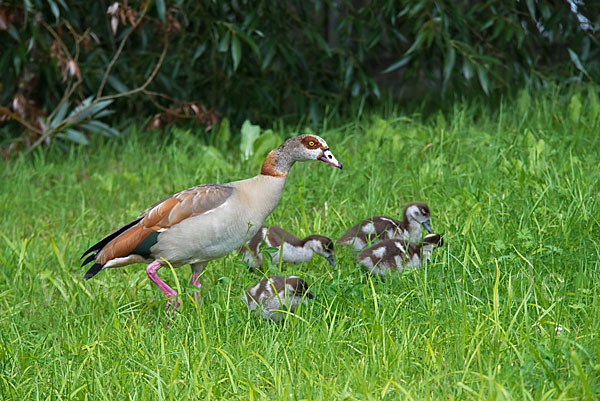 Nilgans (Alopochen aegyptiacus)