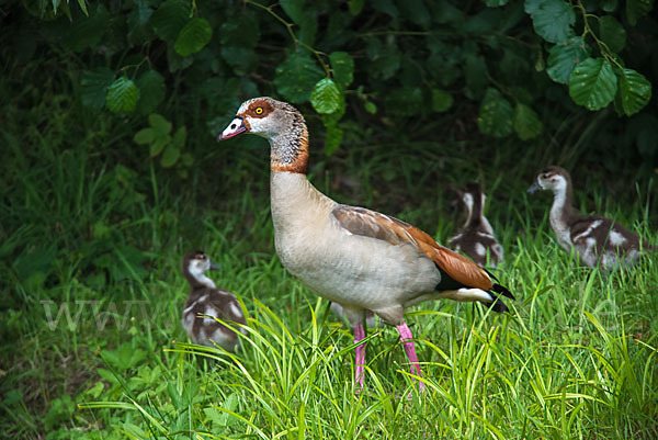 Nilgans (Alopochen aegyptiacus)