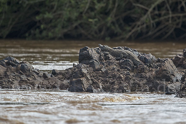 Nilkrokodil (Crocodylus niloticus)