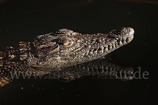 Nilkrokodil (Crocodylus niloticus)