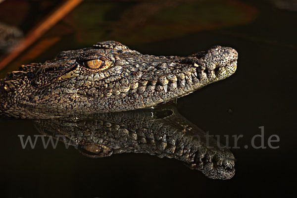 Nilkrokodil (Crocodylus niloticus)