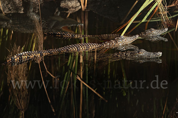 Nilkrokodil (Crocodylus niloticus)