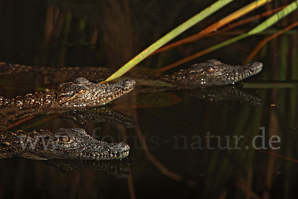 Nilkrokodil (Crocodylus niloticus)