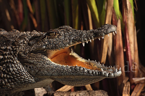 Nilkrokodil (Crocodylus niloticus)