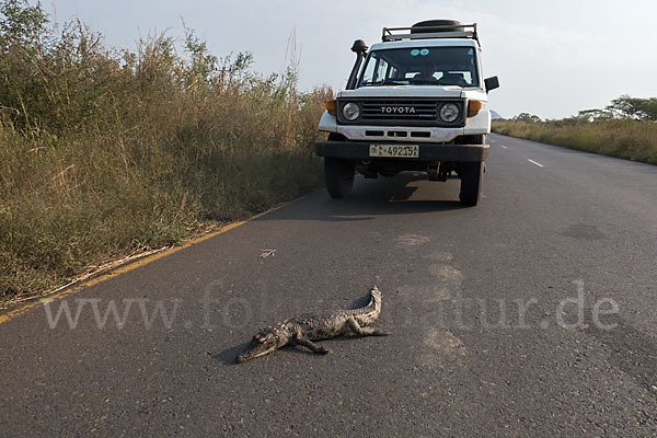 Nilkrokodil (Crocodylus niloticus)