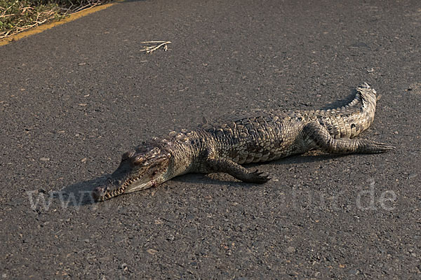 Nilkrokodil (Crocodylus niloticus)