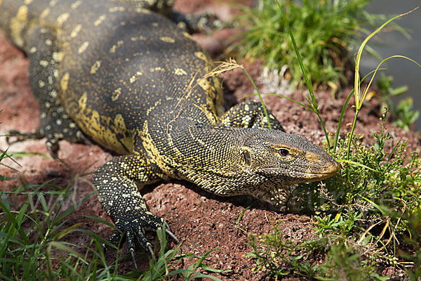 Nilwaran (Varanus niloticus)