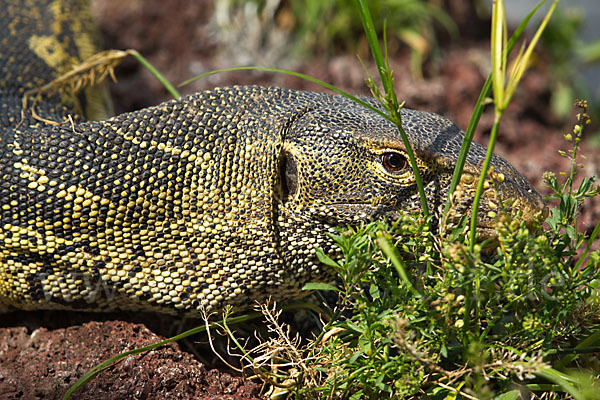 Nilwaran (Varanus niloticus)