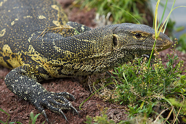 Nilwaran (Varanus niloticus)