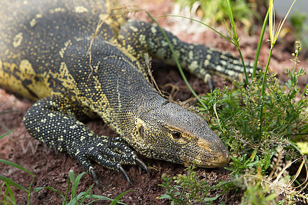 Nilwaran (Varanus niloticus)