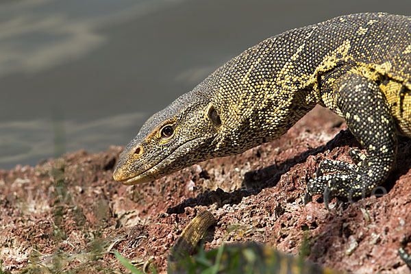 Nilwaran (Varanus niloticus)