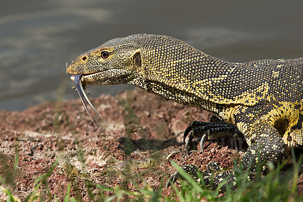 Nilwaran (Varanus niloticus)